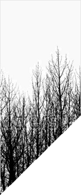 You alone in the forest...
