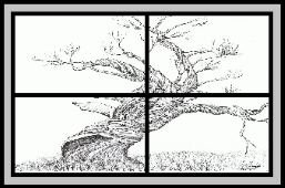 Window with view to a tree