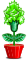Cravos Abrilus
