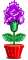 Cravos Abrilus