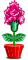 Cravos Abrilus